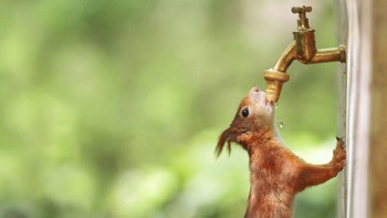 Haus banget kayanya nih tupainya. Istimewa/Dok. Boredpanda.