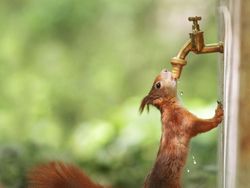 Deretan Foto Lucu Tingkah Hewan yang Bikin Gemas