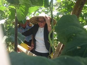 Warga Binaan Lapas Cilegon Panen Melon Madu 4 Ton