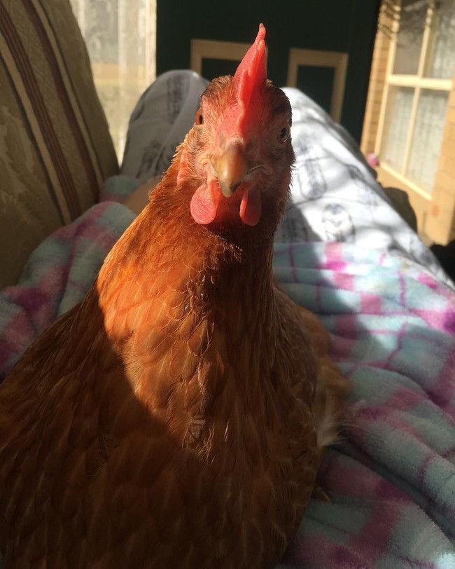 Ketika berjemur di pantai, Chookie pun bisa bertengker di bahu Angel dengan santai. Angel juga menaruh Chookie di bahu ketika ayam tersebut lelah diajak jalan-jalan. Foto: Instagram @angel.muiri