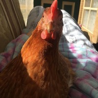 Ketika berjemur di pantai, Chookie pun bisa bertengker di bahu Angel dengan santai. Angel juga menaruh Chookie di bahu ketika ayam tersebut lelah diajak jalan-jalan. Foto: Instagram @angel.muiri