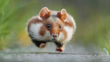 Seekor tupai berlari terburu-buru membuat pipinya menggembung dan membuat gemas. Istimewa/Dok. Boredpanda.