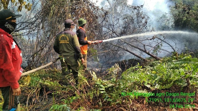 Taman Nasional Tesso Nilo Kembali Terbakar Gajah Jinak