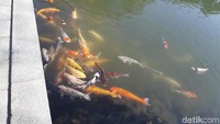 Wisatawan boleh memberi makan ikan di kolam ini. Tapi makanan ikannya harus beli di loket ya seharga JPY 100 atau sekitar Rp 13.000. (Bonauli/detikTravel)