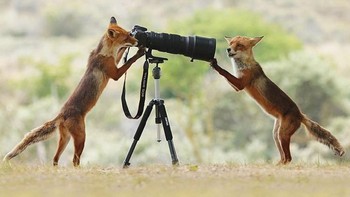 Tak cuma manusia yang suka foto-foto, dua ekor serigala ini juga ahli memotret lho. Istimewa/Dok. Boredpanda.