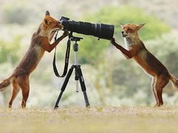 Deretan Foto Lucu Tingkah Hewan yang Bikin Gemas