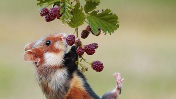 Ada pula seekor tupai yang tampak bersemangat memakan buah beri hingga bergelantungan. Istimewa/Dok. Boredpanda.