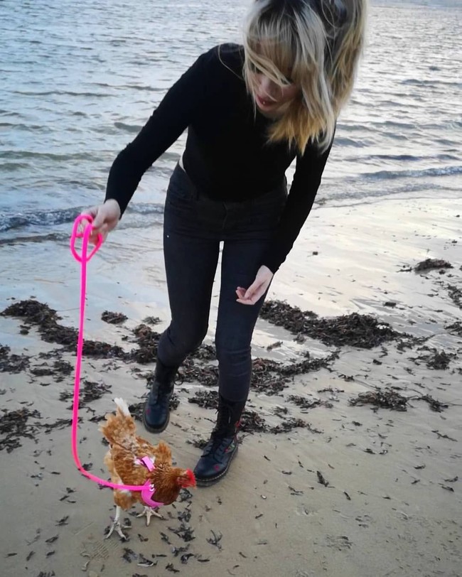 Ayam berusia tiga tahun tersebut lalu dibawa Angel untuk menemani aktivitasnya. Mulai dari jalan-jalan di pantai, berjemur, hingga kencan makan es krim. Foto: Instagram @angel.muiri