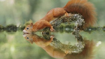 Kalau ini, sepertinya seekor tupai terpesona dengan pantulan dirinya di air. Uniknya, pantulan sungai itu seperti membentuk lambang hati. Istimewa/Dok. Boredpanda.