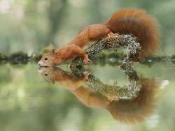 Deretan Foto Lucu Tingkah Hewan yang Bikin Gemas