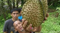 Asyiknya Makan Durian Kinanti dan Kampiun di Atas Perbukitan Karangmangu