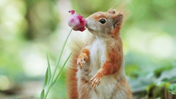 Seekor tupai sedang menghirup aroma bunga tulip. Istimewa/Dok. Boredpanda.
