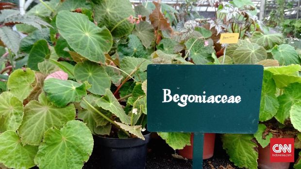 Indonesia Punya 500 Jenis  Tanaman  Hias  Begonia 