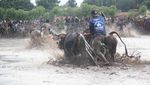 Foto: Bukan Madura, Ini Karapan Sapi di Probolinggo yang Juga Seru!