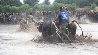  Sementara dalam aksinya, para peserta karapan sapi brujul melahap arena pacuan sepanjang 100 meter dengan lebar seluas 50 meter (M Rofiq/detikTravel) 