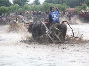 Karapan Sapi Probolinggo, Tidak Kalah Seru dengan Madura