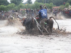 Karapan Sapi Probolinggo, Tidak Kalah Seru dengan Madura