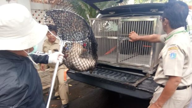 Diduga Gigit Warga, 2 Anjing Liar di Duren Sawit Ditangkap