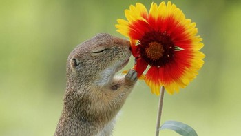 Serius banget tupainya mencium aroma bunga. Istimewa/Dok. Boredpanda.