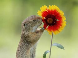 Deretan Foto Lucu Tingkah Hewan yang Bikin Gemas