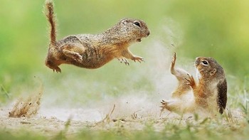 Dua ekor tupai berantem rebutan apa ya kira-kira? Istimewa/Dok. Boredpanda.
