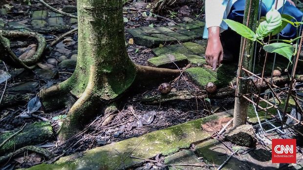 Ancaman Kepunahan Rafflesia di Depan Mata