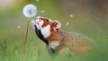 Seekor tupai terpesona dengan bunga dandelion. Istimewa/Dok. Boredpanda.