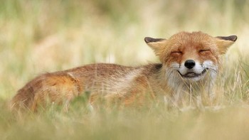 Serigala identik dengan wajah yang seram dan berbahaya. Namun, Julian Rad berhasil mengabadikan momen saat seekor serigala sedang tersenyum. Imut banget ya. Istimewa/Dok. Boredpanda.