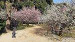 Foto: Taman Romantis di Jepang, Cocok Untuk Syahrini dan Reino
