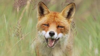 Kali ini, seekor serigala tampak tersenyum cerah saat melihat kamera. Istimewa/Dok. Boredpanda.