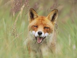 Deretan Foto Lucu Tingkah Hewan yang Bikin Gemas