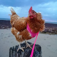 Tentu kehadiran Chookie menarik perhatian orang-orang di jalan. Apalagi Angel membawanya dengan tidak biasa. Selayaknya anjing, ayam tersebut diikat dengan tali. Foto: Instagram @angel.muiri