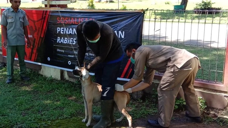 Vaksinasi hewan pembawa rabies di NTB (Harianto/detikTravel) Vaksinasi hewan pembawa rabies di NTB (Harianto/detikTravel)