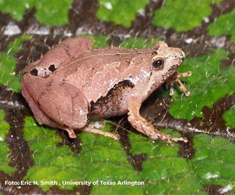 Katak Asli Indonesia Ke-407 Ditemukan, Diberi Nama Gadjah Mada Katak Asli Indonesia Ke-407 Ditemukan, Diberi Nama Gadjah Mada