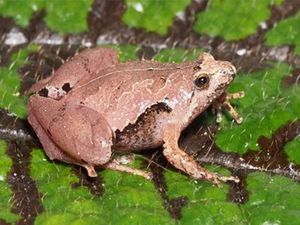 Katak Asli Indonesia Ke-407 Ditemukan, Diberi Nama Gadjah Mada