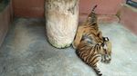 Kebun Binatang Maharani Tambah 2 Koleksi Harimau Sumatera