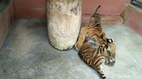 Okta dan Via, begitu nama yang disematkan pada 2 ekor harimau Sumatera yang lahir pada 3 Oktober 2018.