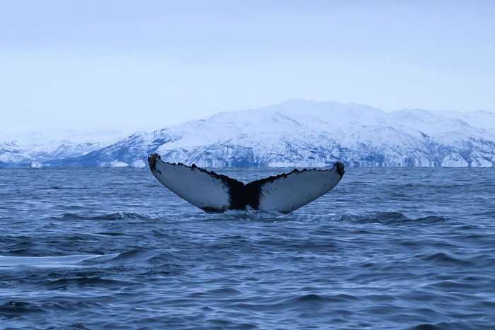 A Humpback whale immerses on January 15, 2019, north of Tromso, Northern Norway. - During winter, air temperature is between -5C and -10C, water temperature is +3C. (Photo by Olivier MORIN / AFP)