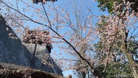 Kastil ini dikelilingi dengan 20 jenis pohon sakura. Sehingga pada bulan Februari-April, kastil ini akan tambah cantik dengan merekahnya pohon sakura. (Bonauli/detikTravel)