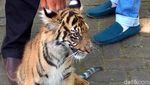 Kebun Binatang Maharani Tambah 2 Koleksi Harimau Sumatera