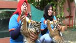 Kebun Binatang Maharani Tambah 2 Koleksi Harimau Sumatera