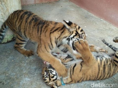 Dua Bayi Harimau Lucu Sapa Pengunjung Maharani Zoo
