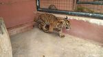 Kebun Binatang Maharani Tambah 2 Koleksi Harimau Sumatera