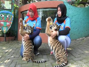 Dua Bayi Harimau Sumatra Sapa Pengunjung Maharani Zoo