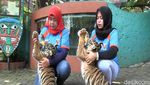 Kebun Binatang Maharani Tambah 2 Koleksi Harimau Sumatera