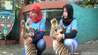 Juli Tri Wahyuningtyas, Marketing Koordinator Maharani Zoo dan Goa menuturkan, Okta dan Via ini lahir di Maharani Zoo dari indukan bernama Gendis dan pejantan bernama Bhaksi. Kelucuan Okta dan Via yang dilepasliarkan spontan menjadi perhatian dan rebutan wisatawan yang datang ke Maharani Zoo.