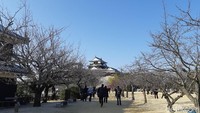 Kastil Mastsuyama menjadi ikon penting Kota Matsuyama. Ini satu dari 12 kastil selamat dari bencana alam besar di Jepang selama beberapa waktu. (Bonauli/detikTravel)