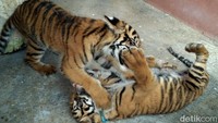 Begini penampakan dua anak harimau Sumatera koleksi Kebun Binatang Maharani, Goa, Lamongan.
