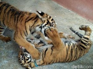 Lucu! Saat 2 Harimau Lepas dan Sapa Pengunjung