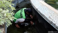 Petugas sedang menyikat dinding air mancur agar tidak menempel lumut atau kotoran lainnya.